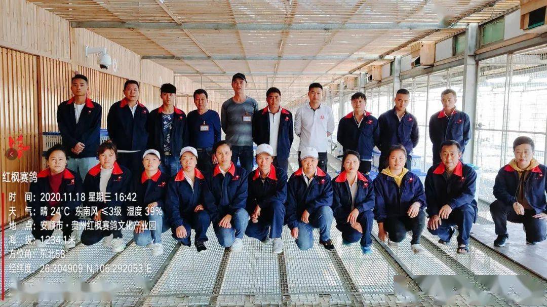 
红枫大棚第四关加站赛集鸽现场视频及图片：华体会体育hth官方网站(图20)