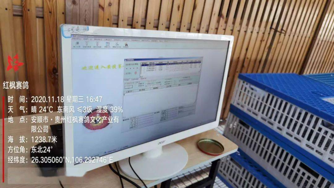 
红枫大棚第四关加站赛集鸽现场视频及图片：华体会体育hth官方网站(图21)