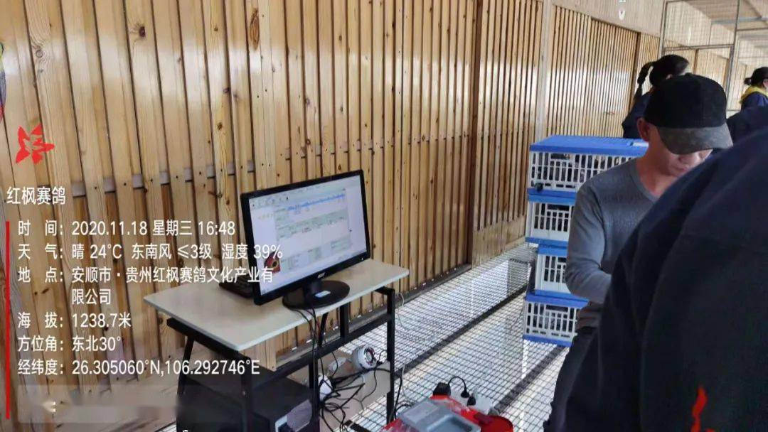 
红枫大棚第四关加站赛集鸽现场视频及图片：华体会体育hth官方网站(图22)