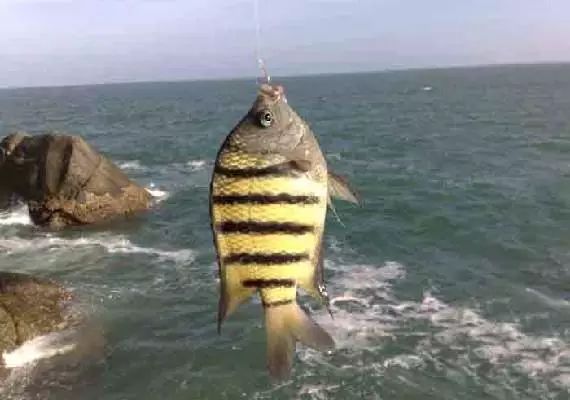 华体会体育hth官方网站