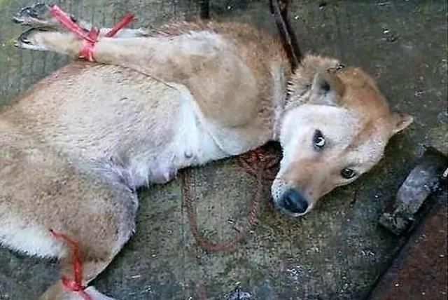 华体会体育hth官方网站