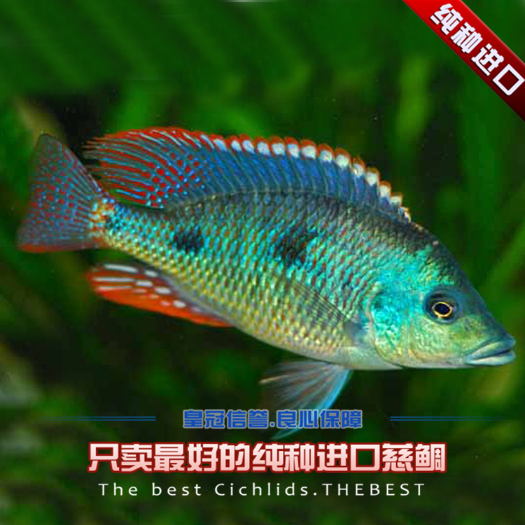 中国球迷不应忘记5个名字!篮坛教父钱澄海 一人入选国际名人堂-hth官网入口(图3) 华体会体育hth官方网站