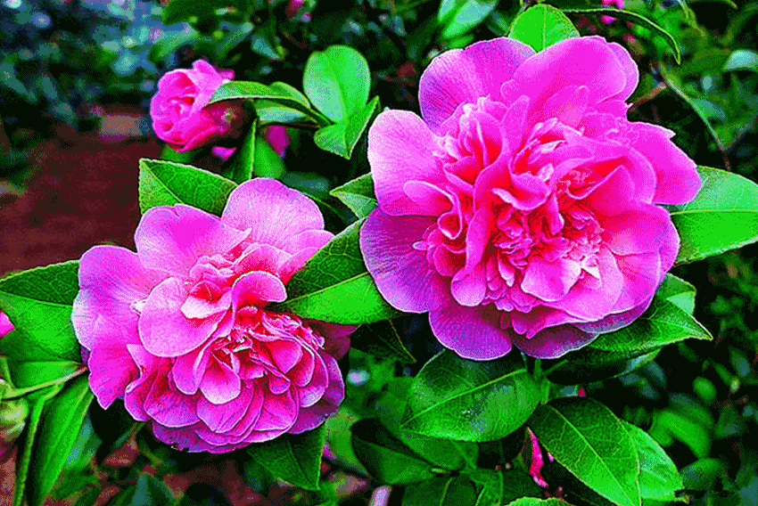 华体会体育hth官方网站