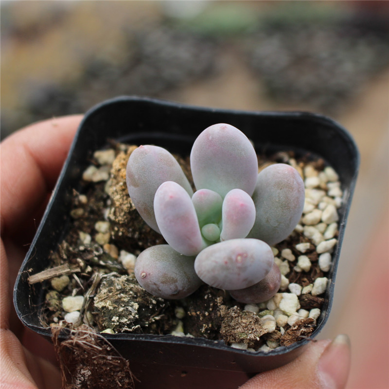 华体会体育hth官方网站