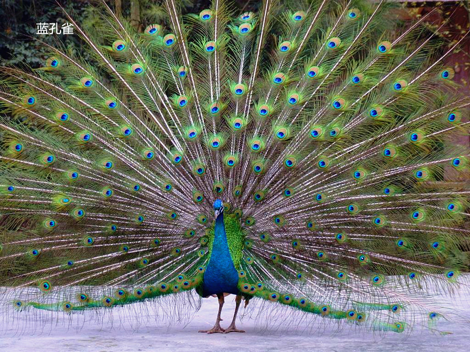 “华体会体育hth官方网站”《神探蒲松龄》奏响新春团拜会 “捕快”乔杉陪你过大年(图1) 华体会体育hth官方网站