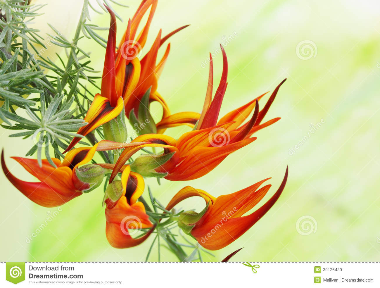 hth官网入口_《一千零一夜》上海发布会邓伦娇羞告白 热巴发射辣条爱心(图1) hth官网入口