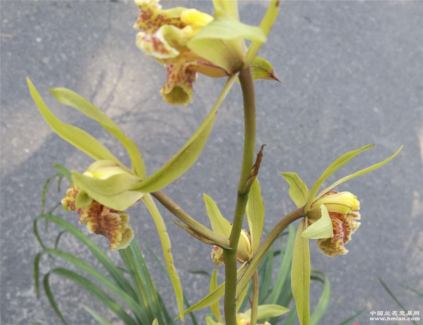 hth官网入口:预防性侵,拒绝暴力,平安成长——义马市第二小学举办法治教育讲座(图1) 华体会体育hth官方网站